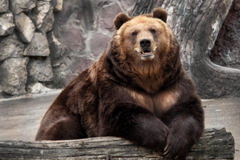 ours du zoo