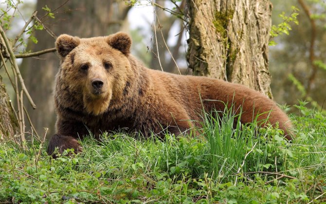 Ours