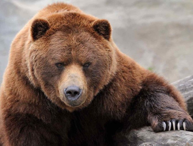 Ours