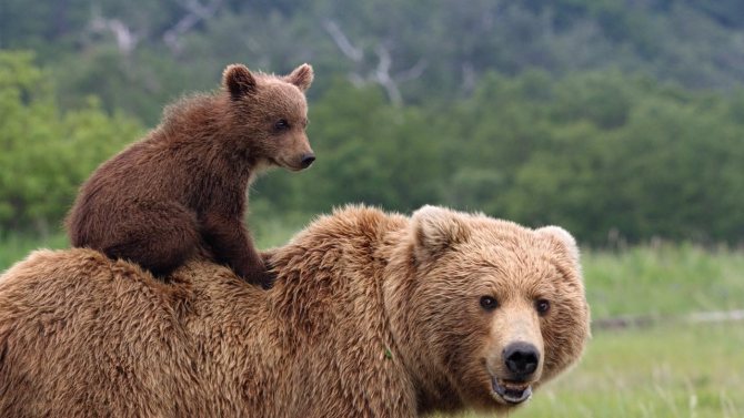 Ours