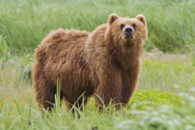 Ours