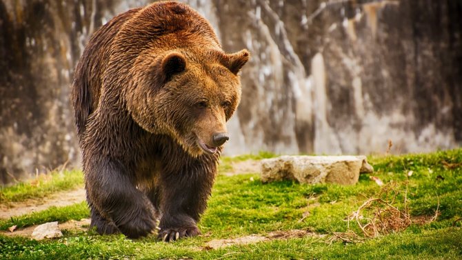 Ours