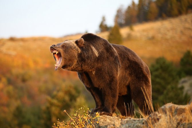 Ours