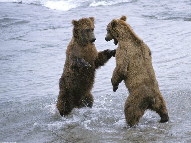 Ours dans l'eau