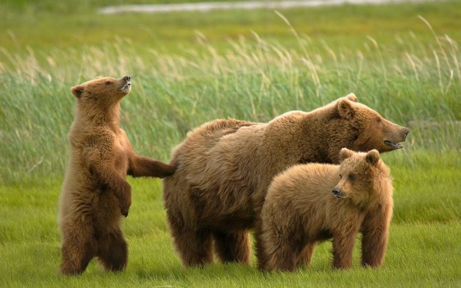 Ours et oursons