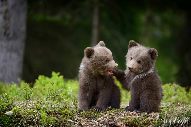 Oursons