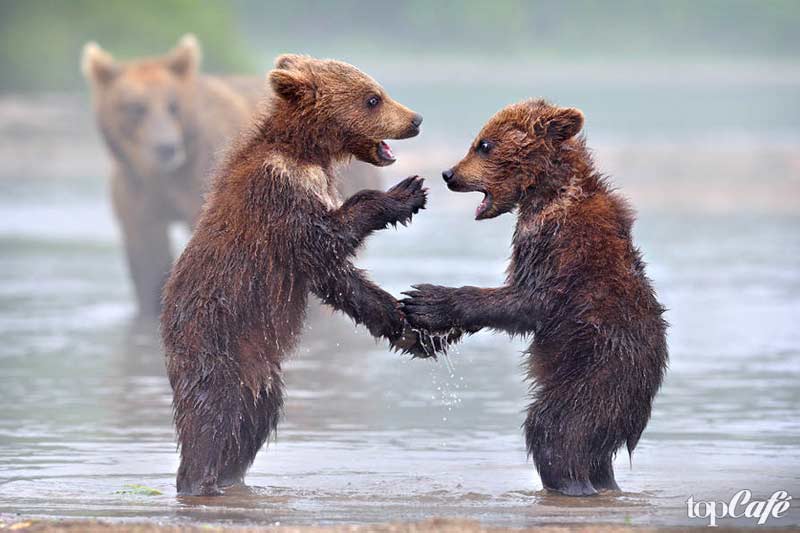 Ours en peluche