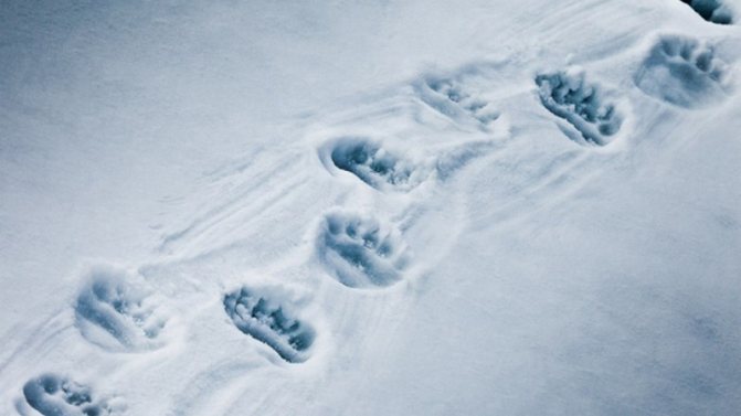 Traces d'ours dans la neige - le signe d'un ours errant