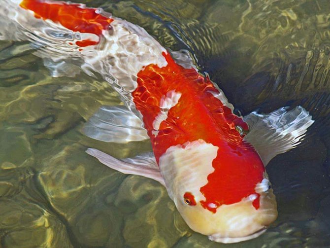 Une carpe aquatique d'un mètre de long