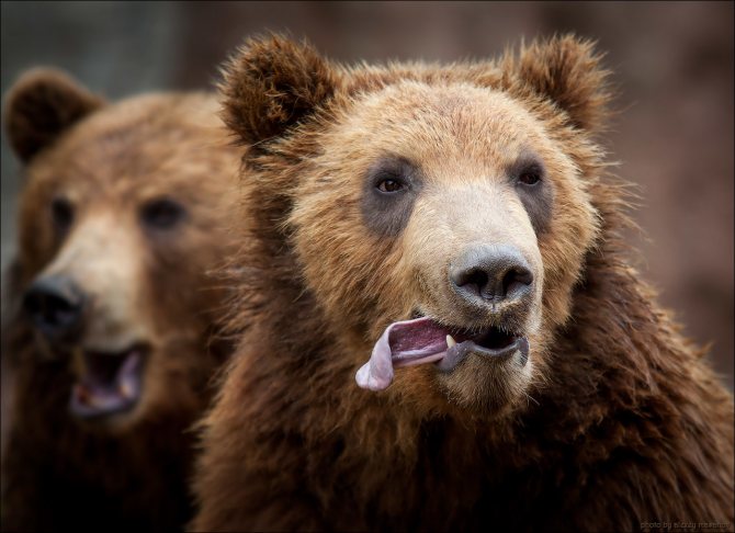 Muselière d'ours
