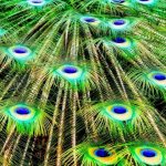 Peut-on garder des plumes de paon dans la maison ?