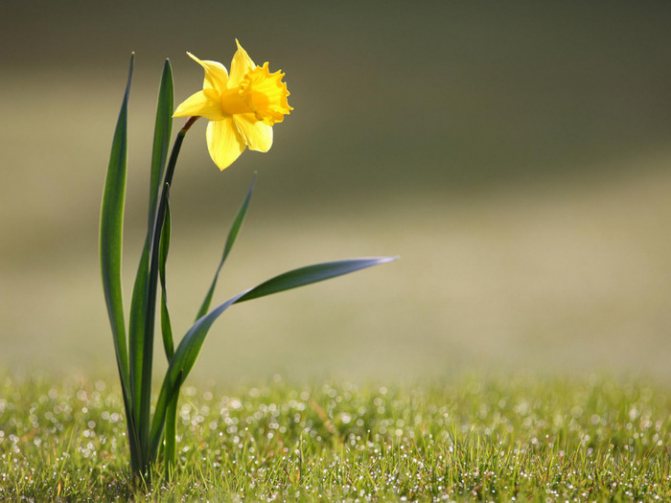 jonquilles (700x525, 95Kb)