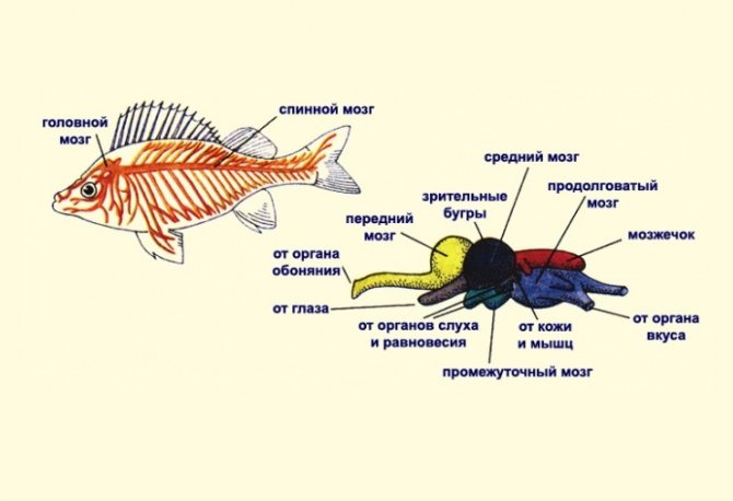 Système nerveux des poissons