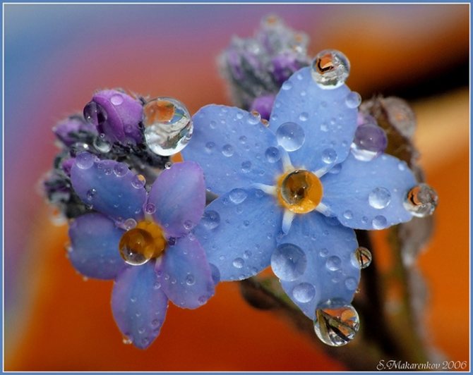 myosotis (699x554, 190Kb)