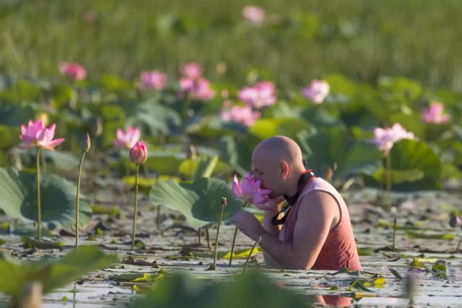 Tendre fleur de lotus