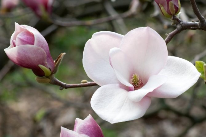 Délicate fleur de magnolia