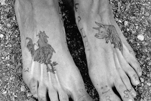 Les jambes du marin. Images de coq, de porc