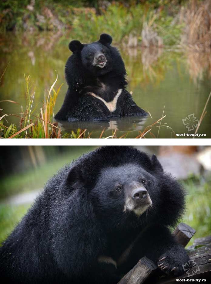 Les plus beaux ours : L'ours de l'Himalaya