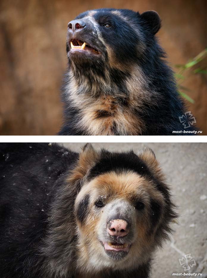 Un ours polaire. CC0