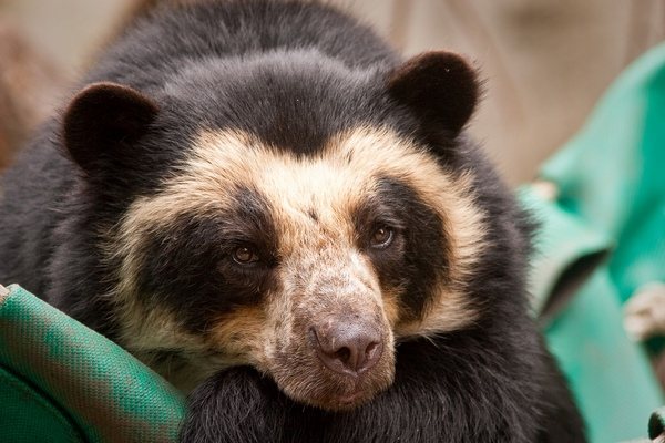 L'ours à lunettes
