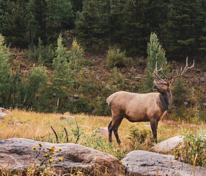 Le cerf symbolise la santé et la richesse dans le feng shui