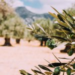 signification de l'olive