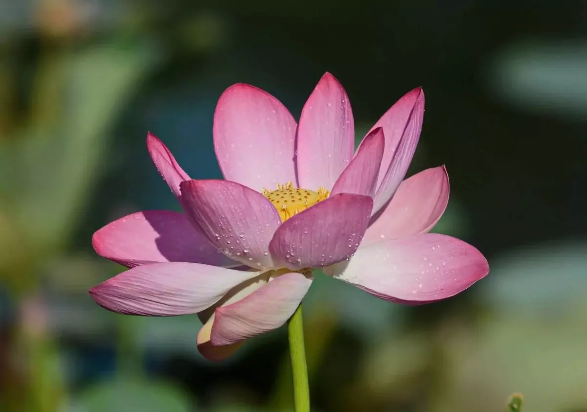 Lotus à noix