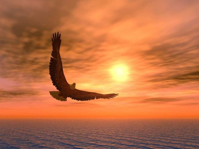 Aigle