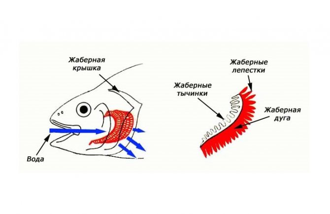 Système respiratoire des poissons