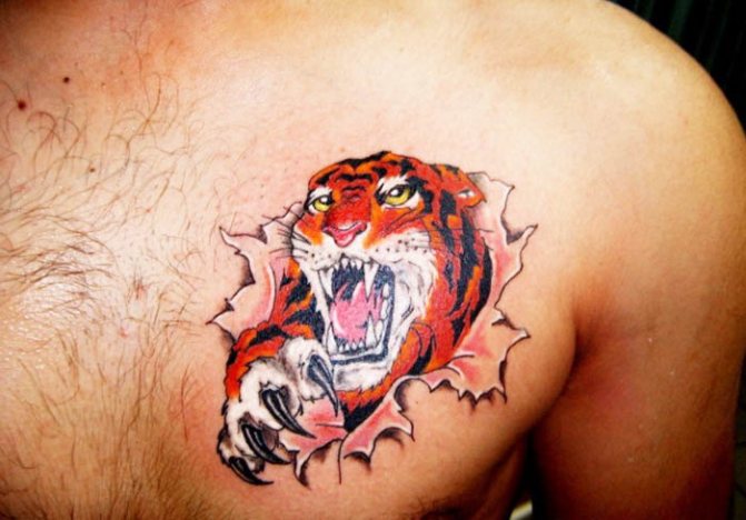 Le sourire du tigre. Photo, signification, sur l'épaule, le sternum, le bras, la jambe
