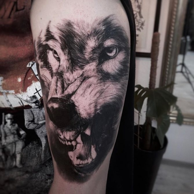 sourire de loup