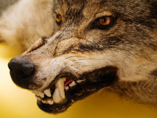 Sourire de loup