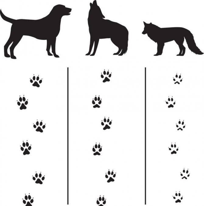 Différence d'empreintes d'animaux