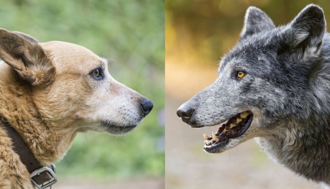Différenciation des traces d'animaux