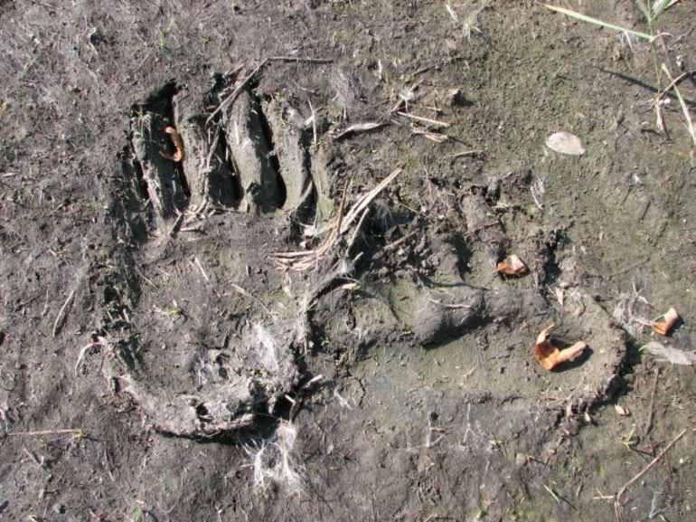 Les empreintes de pattes d'un ours.