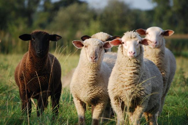Moutons dans le pâturage