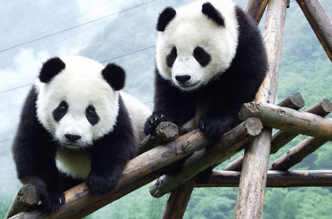 Diplomatie des pandas