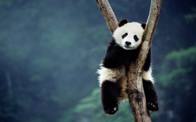 panda
