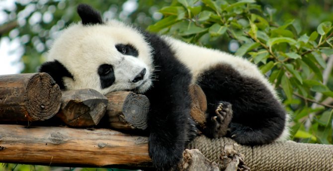 panda