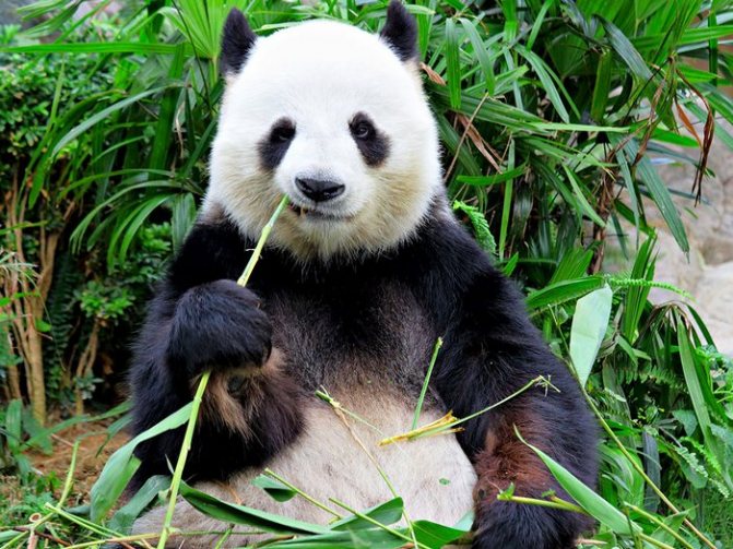 panda