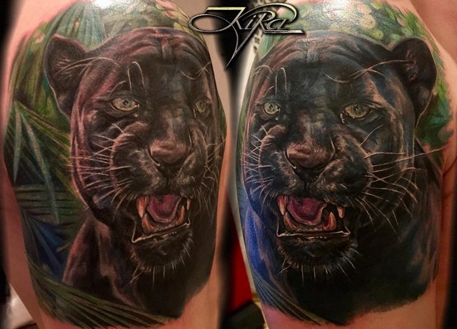 Cougar de la jungle