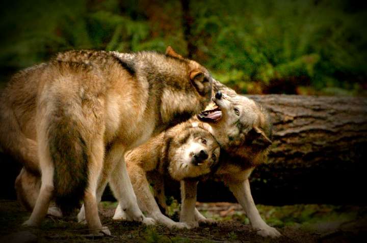 Paire de loups contre un loup
