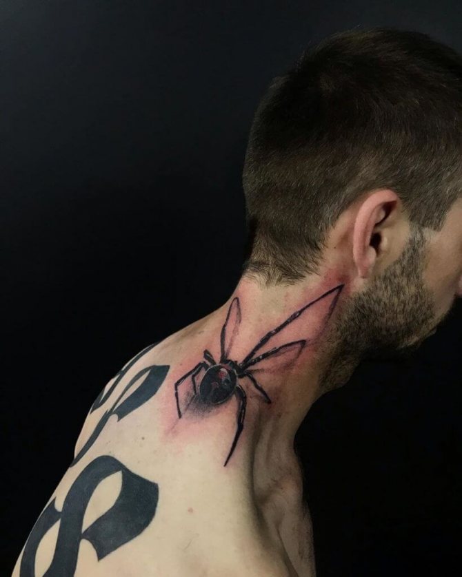 Araignée sur le cou