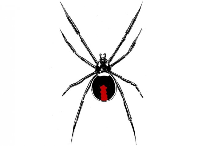 Un tatouage d'araignée pourrait ressembler à ceci