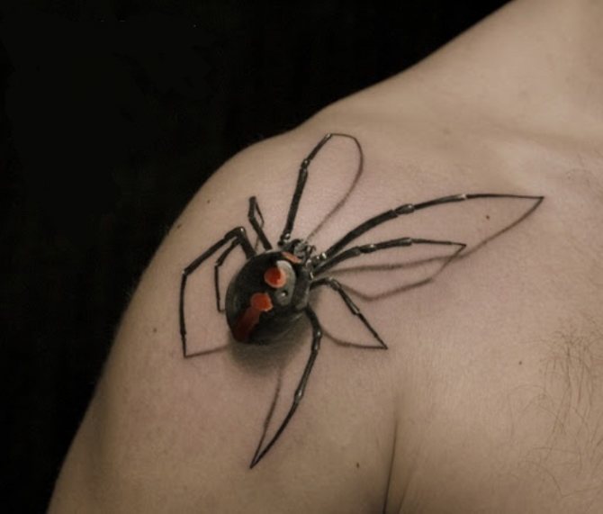 Araignée