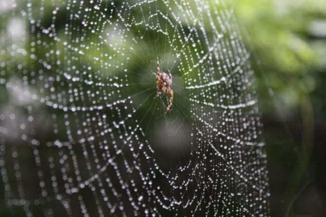 Araignées : description, structure et mode de vie