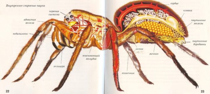 Araignées : description, structure et mode de vie