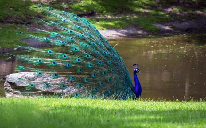 Le paon dans la nature