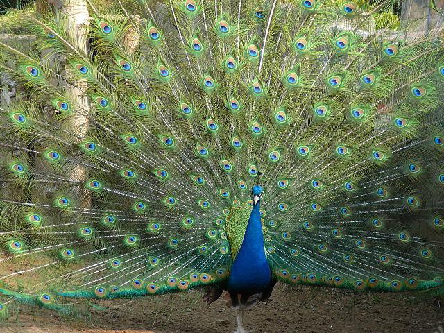 plume de paon
