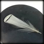 Une plume d'oiseau sur une fenêtre